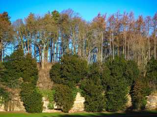 Wall Mural - Trees and vegetation growing on a limestone outcrop in winter sunlight with a vivid blue sky in Yorkshire, England