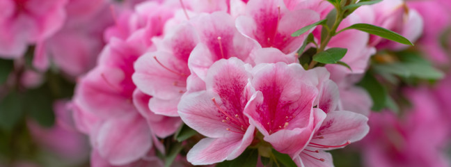 Wall Mural -  blur floral background lush fresh azalea flowers