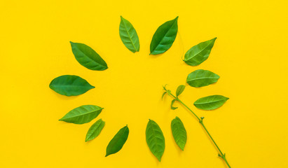 Wall Mural - Leaf symbol copyspace on yellow background.Creative concept