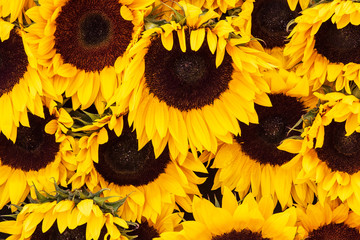 Wall Mural - Sunflower