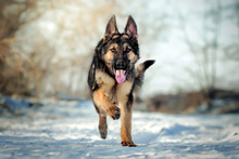 German Shepherd Dog Puppy Winter Walk Fun Runs Through The Snow