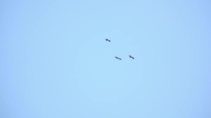 Wall Mural - huge vulture in flight,low angle view. three himalayan griffon soaring side by side in clear blue sk