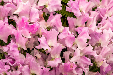 Sticker - sweet pea  Misty (Lathyrus oderatus)