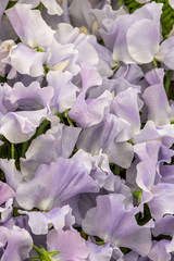 Sticker - sweet pea  Ballerina Blue (Lathyrus oderatus)