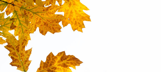 Wall Mural - Red oak tree autumn foliage on white background. Macro view, shallow depth of field. copy space