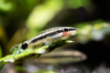 Wall Mural - Otocinclus macrospilus vitattus aquarium fish. Armored oto catfish dwarf sucker. perfect algae eater. macro view, soft focus.