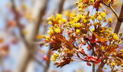 Wall Mural - Blossoming red maple tree branch. Beautiful spring time floral background. Shallow depth of field