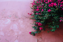 Pink Flower On Pink Wall