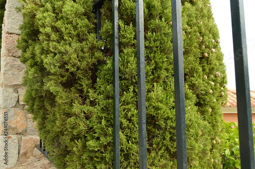 Fotografiet High cypress grows behind a metal fence and stone wall, beautiful view