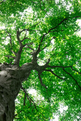 Forest trees. nature green wood sunlight backgrounds