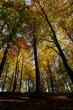 Laubwald in herbstlich gefärbten Farben - Blick auf die Baumkronen