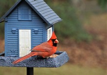 A Single Male Cardinal Bird Is Perching On The Beautiful Blue Feeder Enjoy Eating And Watching  On Soft Focus Garden Background, Winter In Georgia USA.