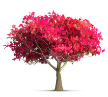 Cherry Blossom Tree Isolated 3D Illustration