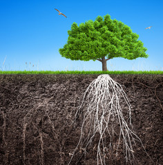 Wall Mural - ф tree and soil with roots and grass 3D illustration