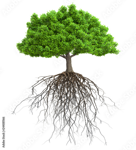 Fotomural a tree with roots isolated 3D illustration
