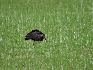 Wall Mural - Glossy ibis (Plegadis falcinellus) pecking in search of food in a rice field near the lagoon of Valencia, Spain