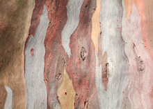 Colorful Abstract Pattern Texture Of Eucalyptus Tree Bark