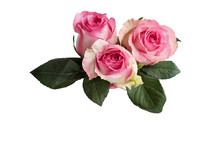 Three Beautiful Pink And White Rose Flowers With Leaves Isolated Over A White Background With Clipping Path Included.