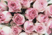 Beautiful Retro Soft Pink Rose Flower Background. Image Shot From Top View.
