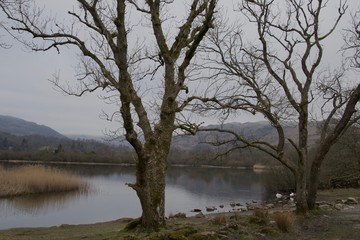  Dull day by lake in winter - bare trees, reflections, ducks, low mountains