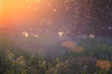 Summer Nature. Landscape Of Meadow At Sunset. Background With Bokeh Light . Transparent Columns Of Midges Over Tall Grass In Front Of The Sun. Blurred Background.
