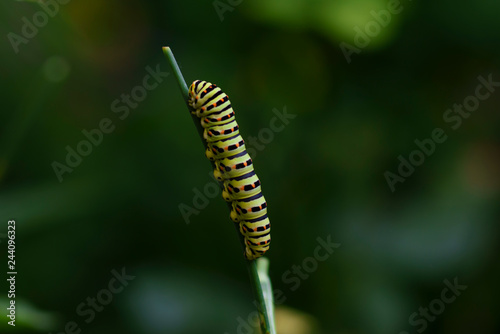 Fotografía Caterpillar of a common yellow swallowtail