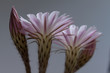 Dwa bladoróżowe kwiaty i pączek kaktusa