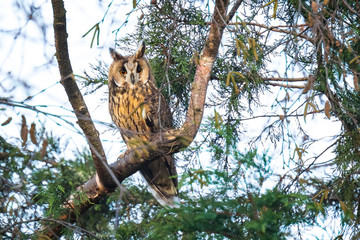 long eared owl asio otus bird of prey perched in a tree