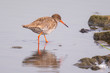 © Sander Meertins - common redshank tringa totanus bird foraging in wetland