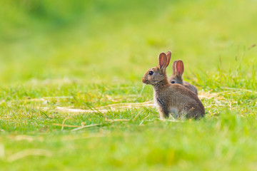 Wild Rabbit on grassland