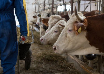 Canvas Print - Farmer with feed for cows