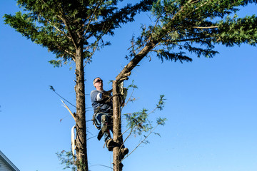 man wearing sunglasses high in pine tree cutting off top