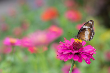 Wall Mural - butterflies in a beautiful flower garden