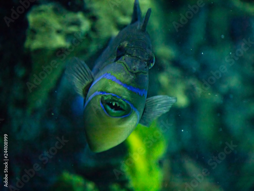 Tropical Fish With Funny Teeth Buy This Stock Photo And Explore Similar Images At Adobe Stock Adobe Stock