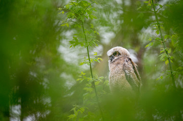 Canvas Print - Soaking Wet Owlet