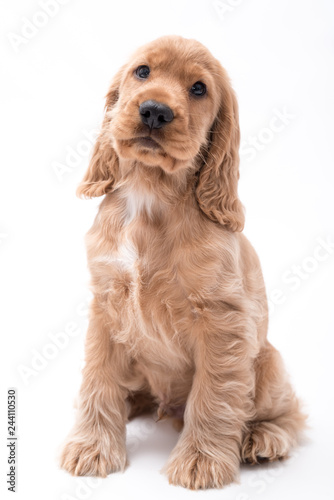 cocker spaniel 10 weeks old