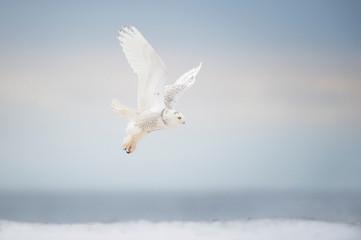 Wall Mural - snowy owl takeoff