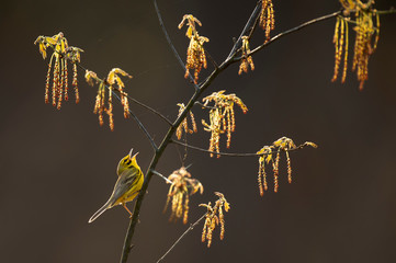 Canvas Print - Backlit Prairie Warbler