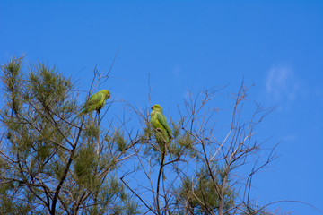 A green parrot bird. Bird of tropical rainforest large green parrot with orange beak feeds other. Close view of a parrot sitting on a tree branch.