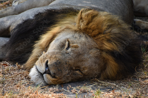 Zdjęcie XXL Dominujący męski lew snozzing w upale dnia
