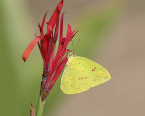 cloudless sulphur butterfly