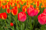 Fototapeta Tulipany - Multicolored tulips in the park as a background