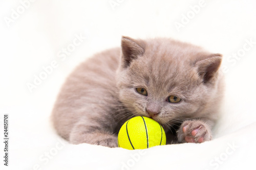 Cute Lilac British Kitten Is Curled Up And Sniffs A Yellow Ball