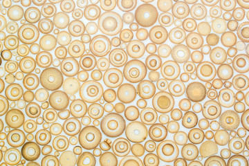 Wall Mural - Exotic texture pattern of bamboo cross section filled with hardening enamel