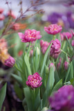 Fototapeta Tulipany - Pink Tulips