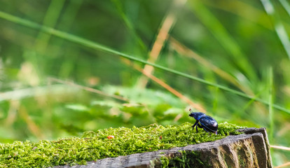 Dor beetle (Geotrupes stercorarius)