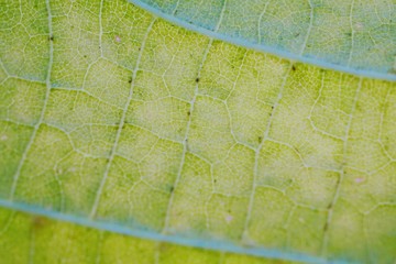 abstract green tree leaves in the nature