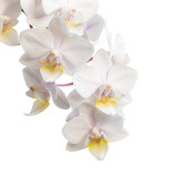 Fototapeta  - Flowers of white orchids