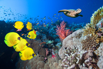 Underwater coral reef landscape in the deep blue ocean with colorful fish and marine life.