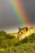 Löwin im Regenbogen lauert in afrikanischer Landschaft